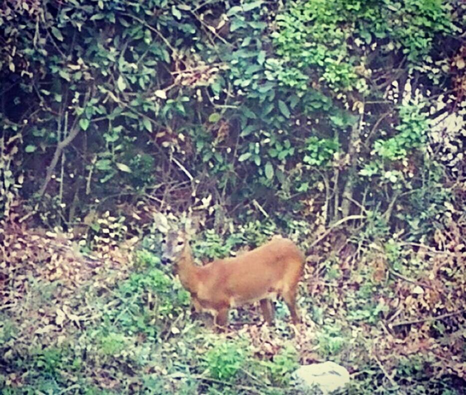 Apartment Bambi Abbázia Kültér fotó